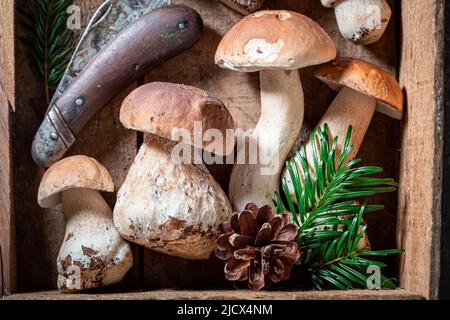 Gesunde und aromatische Pilze frisch aus dem Wald gepflückt. Wilde und frische Pilze. Stockfoto