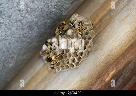 Wespe Hive auf Home Schornstein Nahaufnahme Stockfoto