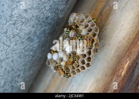 Wespe Hive auf Home Schornstein Nahaufnahme Stockfoto