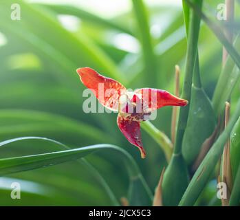 Kleine rote Cattleya-Orchidee. Schöne Blume aus der Nähe. Orhids in Blüte. Stockfoto