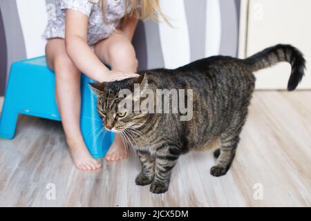 Kleines Mädchen streicheln eine graue Katze zu Hause Stockfoto