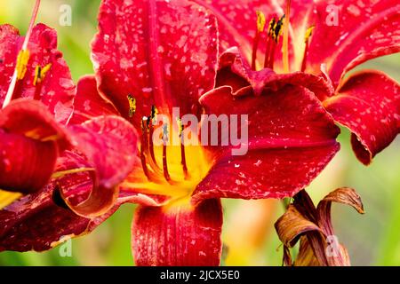 Schöne rote Blume von hemerocallis, Daylilienblume aus nächster Nähe Stockfoto