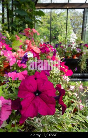 Blühende Pflanzen wie Petunien, Phlox und Pericallis cruenta, im Palm House und im Glashaus des Glasgow Botanic Garden, Großbritannien. Stockfoto