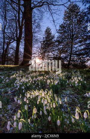 Schneeglöckchen in Rode Hall, Scholar Green, in der Nähe von Congleton, Vereinigtes Königreich, Europa Stockfoto