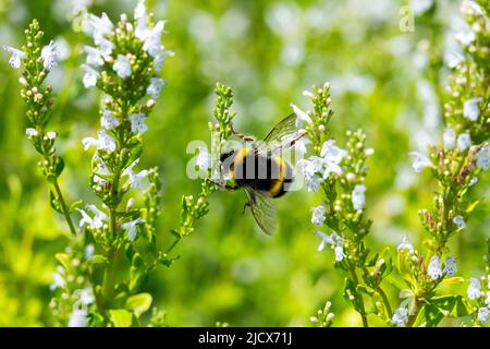 Bombus terrestris, Buff-tailed Hummel, Bumblebee, ON, Micromeria thymifolia, Große Erdhummel, in, Mikromerie, Nahaufnahme, Blume Stockfoto