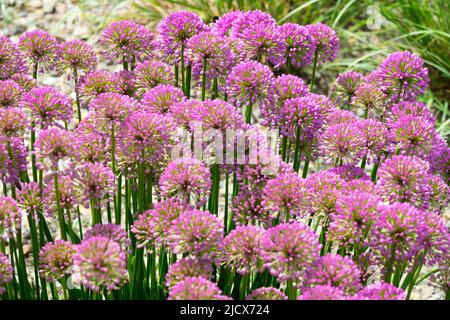 Allium Millenium, Zierzwiebeln, Blüten, Blumen, Schnittlauch, Alliums Chives Garden Stockfoto