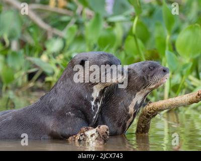 Ein Paar ausgewachsener riesiger Flussotter (Pteronura brasiliensis), auf dem Rio Cuiaba, Mato Grosso, Pantanal, Brasilien, Südamerika Stockfoto