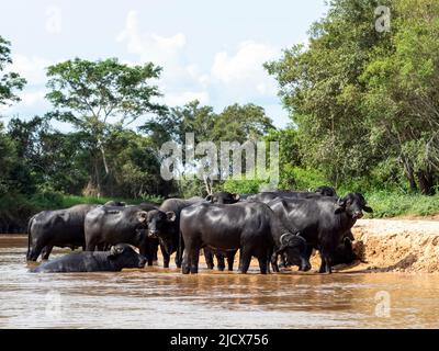 Erwachsener Hauswasserbüffel (Bubalus bubalis), auf dem Rio Cuiaba, Mato Grosso, Pantanal, Brasilien, Südamerika Stockfoto