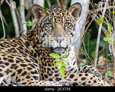 Erwachsener jaguar (Panthera onca), am Ufer des Rio Tres Irmao, Mato Grosso, Pantanal, Brasilien, Südamerika Stockfoto