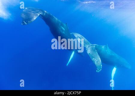 Ein Paar Buckelwale (Megaptera novaeangliae), unter Wasser auf der Silver Bank, Dominikanische Republik, Großantillen, Karibik, Mittelamerika