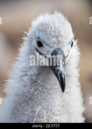 Schwarzbrauenalbatros (Thalassarche melanophris), Küken in der Brutkolonie auf Saunders Island, Falklands, Südamerika Stockfoto