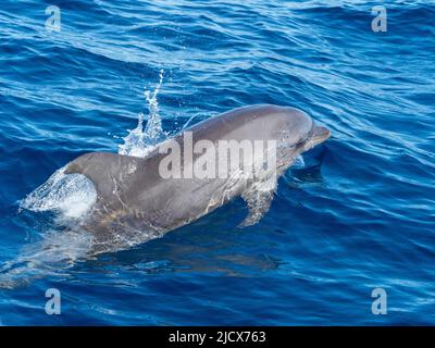 Der Erwachsene große Tümmler (Tursiops trunkatus), der auf der Silver Bank, der Dominikanischen Republik, den Großantillen und der Karibik auf dem Bogen reitet Stockfoto