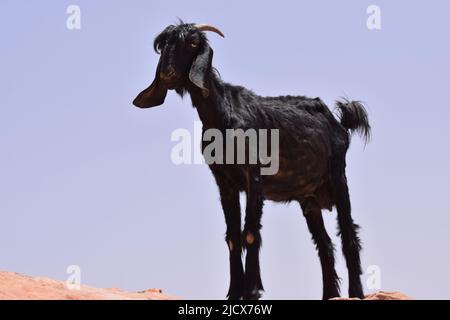 Eine schwarze Ziegenziege, die auf einem Felsenvorsprung in der Wüste von WADI RUM Jordan steht Stockfoto