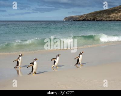 Gentoo-Pinguin (Pygoscelis papua), Erwachsene, die am Strand von New Island, Falklands, Südamerika, von der Nahrungsaufnahme auf See zurückkommen Stockfoto