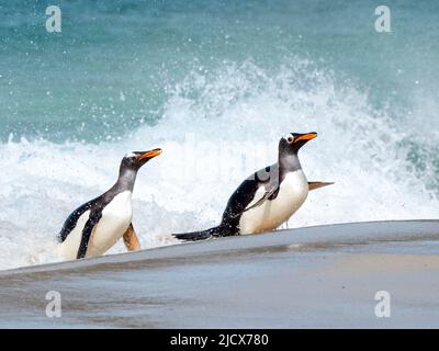 Gentoo-Pinguin (Pygoscelis papua), Erwachsene, die am Strand von New Island, Falklands, Südamerika, von der Nahrungsaufnahme auf See zurückkommen Stockfoto