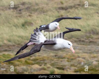 Erwachsene Schwarzbrauenalbatrosse (Thalassarche melanophris), im Flug in der Brutkolonie auf West Point Island, Falklands, Südamerika Stockfoto