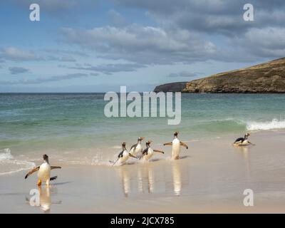 Gentoo-Pinguin (Pygoscelis papua), Erwachsene, die am Strand von New Island, Falklands, Südamerika, von der Nahrungsaufnahme auf See zurückkommen Stockfoto