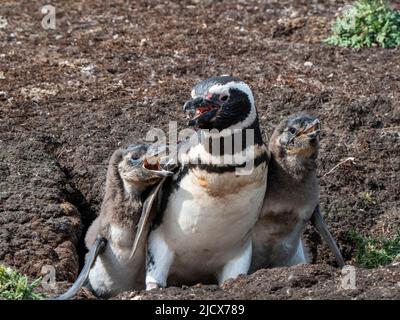 Erwachsener Magellanspinguin (Spheniscus magellanicus), der von hungrigen Küken auf New Island, Falklands, Südamerika, angestachelt wird Stockfoto