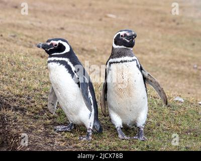 Ein Paar erwachsener Magellanic-Pinguine (Spheniscus magellanicus), in der Nähe ihrer Höhlen auf Saunders Island, Falklands, Südamerika Stockfoto