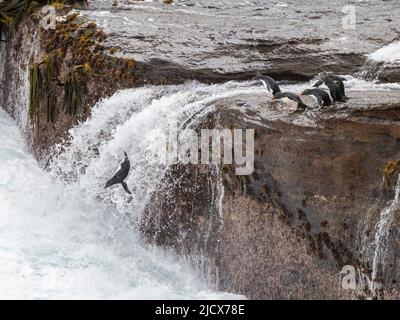 Südliche Steintrichter-Pinguine (Eudytes chrysocome), die in riesigen Wellen auf New Island, Falklands, Südamerika, ins Meer springen Stockfoto