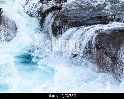 Südliche Steintrichter-Pinguine (Eudytes chrysocome), die in riesigen Wellen auf New Island, Falklands, Südamerika, ins Meer springen Stockfoto