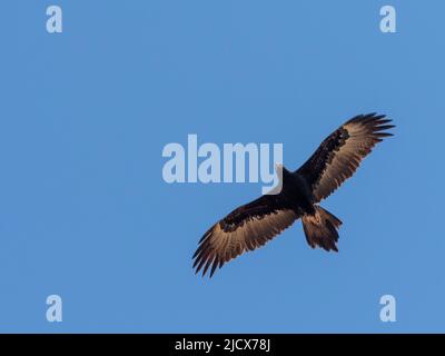 Ausgewachsener Keilschwanzadler (Aquila audax), auf dem Flug im Cape Range National Park, Western Australia, Australien, Pazifik Stockfoto