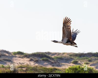 Ausgewachsene australische Trappe (Ardeotis australis), Flugzeit im Cape Range National Park, Western Australia, Australien, Pazifik Stockfoto