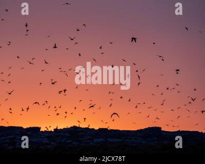 Hunderte von rußigen Shearwaters (Ardenna grisea), die bei Sonnenuntergang auf der Niereinsel, Falklands, Südamerika, zum Ausbrüten kommen Stockfoto