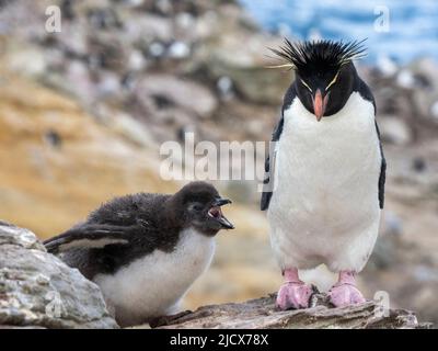 Südlicher Steintrichter-Pinguin (Eudytes chrysocome), erwachsen mit Küken auf New Island, Falklands, Südamerika Stockfoto