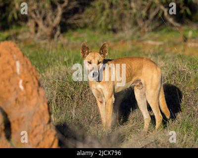 Erwachsener männlicher Dingo (Canis lupus dingo), im Busch im Cape Range National Park, Western Australia, Australien, Pazifik Stockfoto