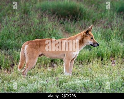 Erwachsener männlicher Dingo (Canis lupus dingo), im Busch im Cape Range National Park, Western Australia, Australien, Pazifik Stockfoto