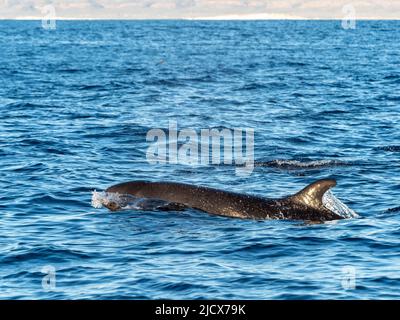 Erwachsener falscher Killerwal (Pseudorca crassidads), an der Oberfläche des Ningaloo Reef, Western Australia, Australien, Pazifik Stockfoto