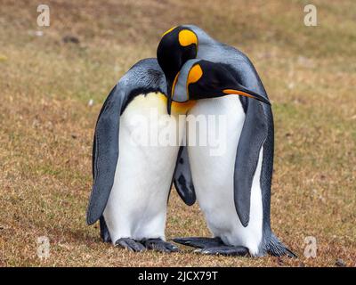 Ein Paar erwachsener Königspinguine (Aptenodytes patagonicus), Balz-Ausstellung auf Saunders Island, Falklands, Südamerika Stockfoto