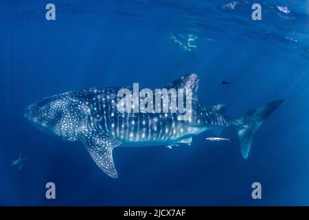 Walhai (Rhincodon-Typus), unter Wasser mit Schnorchlern am Ningaloo Reef, Westaustralien, Australien, Pazifik Stockfoto