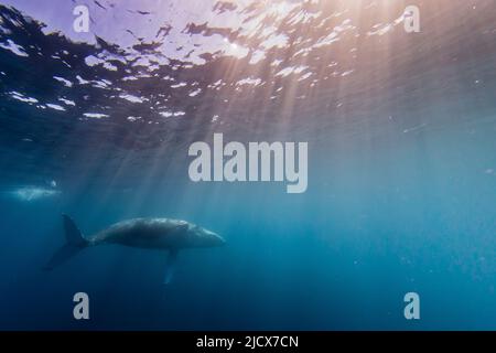 Buckelwal (Megaptera novaeangliae), Schwimmen unter Wasser am Ningaloo Reef, Western Australia, Australien, Pazifik Stockfoto