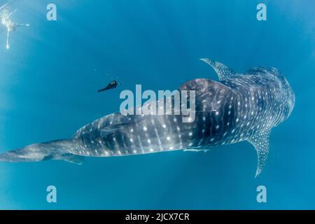 Walhai (Rhincodon-Typus), Unterwasser mit Schnorchler am Ningaloo Reef, Westaustralien, Australien, Pazifik Stockfoto