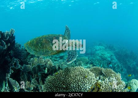 Erwachsene grüne Meeresschildkröte (Chelonia mydas), Unterwasser in Coral Bay, Western Australia, Australien, Pazifik Stockfoto