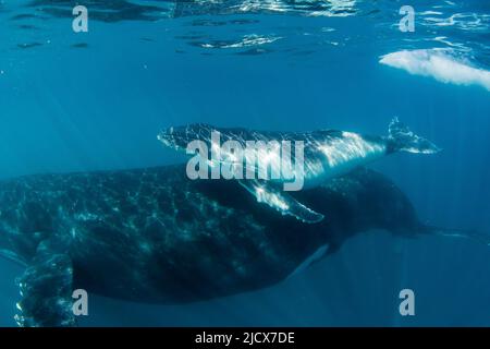 Buckelwal (Megaptera novaeangliae), Mutter und Kalb unter Wasser, Ningaloo Reef, Western Australia, Australien, Pazifik Stockfoto