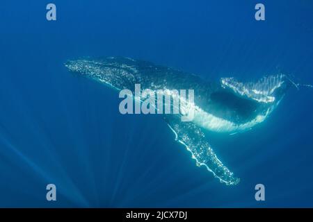 Buckelwal (Megaptera novaeangliae), Mutter und Kalb unter Wasser, Ningaloo Reef, Western Australia, Australien, Pazifik Stockfoto