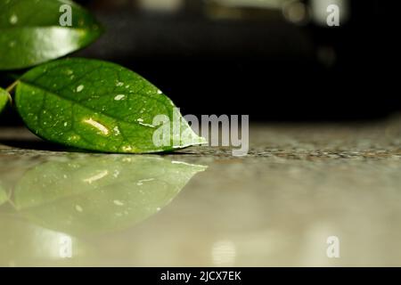 Hoya-Blatt Nahaufnahme mit Spiegelung auf Marmoroberfläche Stockfoto