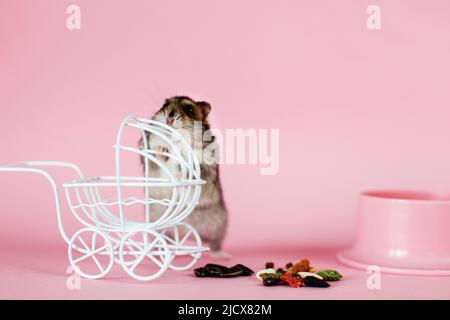 Lustiger djungarischer Hamster mit Vintage-Deko-Kinderwagen und Futter in der Nähe seiner Schale auf einem rosa Hintergrund Stockfoto