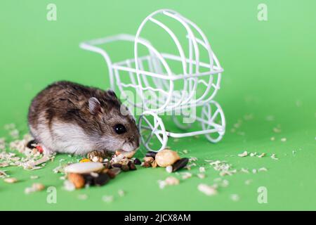 Lustige djungarische Hamster fressen Futter in der Nähe von vintage dekorativen Kinderwagen auf grünem Hintergrund Stockfoto