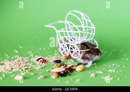 Lustiger djungarischer Hamster versteckt sich unter einem Vintage-Deko-Kinderwagen auf grünem Hintergrund Stockfoto