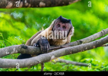 Kapuzineraffen (Cebinae), sitzend auf Ast, Forest Park Sinop, Sinop, Mato Grosso, Brasilien, Südamerika Stockfoto