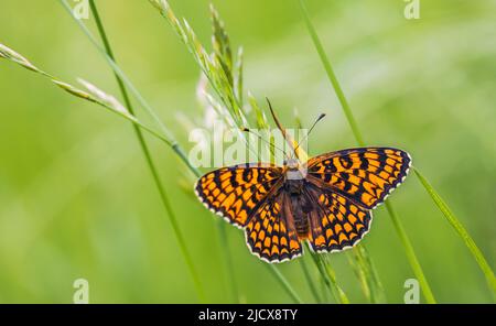 Schmetterling, Knapweed Fritillary - Melitaea phoebe, Nahaufnahme Stockfoto