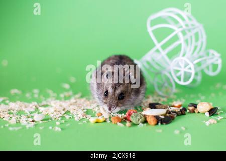 Lustige djungarische Hamster fressen Futter in der Nähe von vintage dekorativen Kinderwagen auf grünem Hintergrund Stockfoto