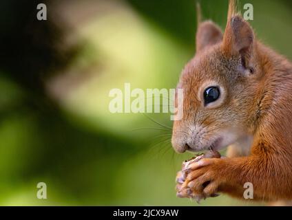 München, Deutschland. 16.. Juni 2022. Ein Eichhörnchen sitzt auf einer Fensterbank und isst eine Haselnuss. Quelle: Sven Hoppe/dpa/Alamy Live News Stockfoto