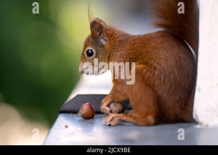 München, Deutschland. 16.. Juni 2022. Ein Eichhörnchen sitzt auf einer Fensterbank und isst eine Haselnuss. Quelle: Sven Hoppe/dpa/Alamy Live News Stockfoto