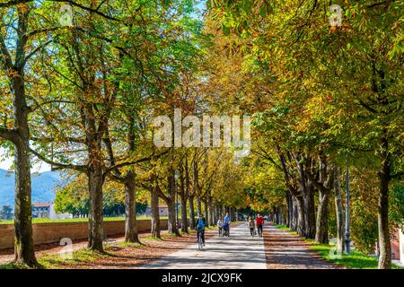 Weg entlang der Stadtmauer (Le Mura), Lucca, Toskana, Italien, Europa Stockfoto