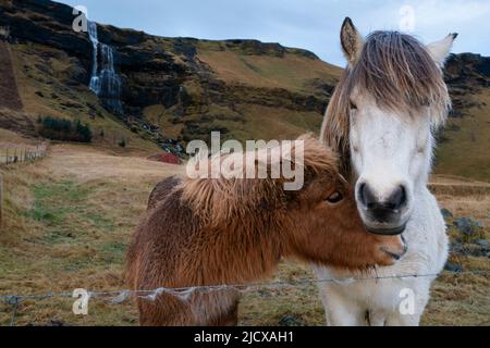 Isländische Pferde in der Nähe von Vik, Island, Polarregionen Stockfoto